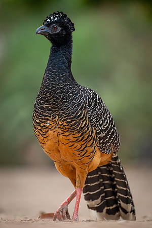 Bare-faced Curassow (Crax fasciolata)