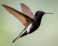 Black Jacobin (Florisuga fusca)