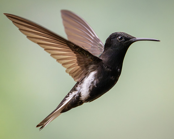 Black Jacobin (Florisuga fusca)