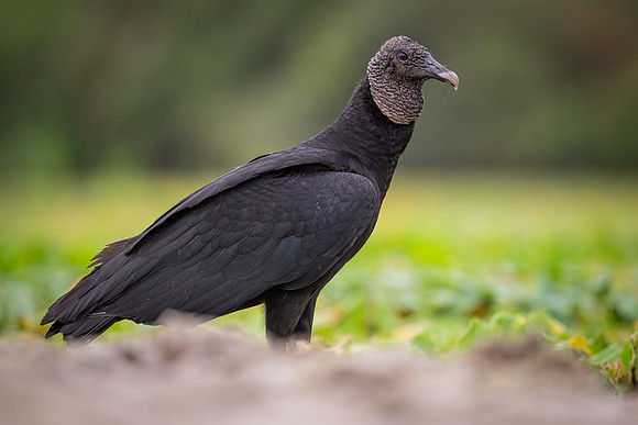 Black Vulture (Coragyps atratus)