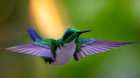 Black-eared Fairy (Heliothryx auritus)