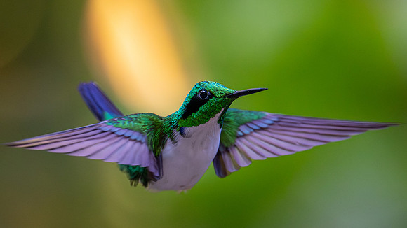 Black-eared Fairy (Heliothryx auritus)
