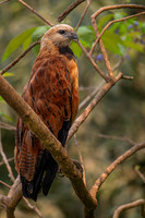 Black-collared Hawk (Busarellus nigricollis)