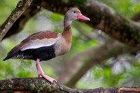 Black-bellied Whistling-duck (Dendrocygna autumnalis)