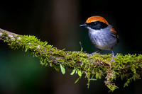 Black-cheeked Gnateater (Conopophaga melanops)