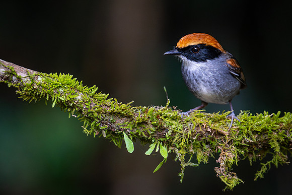 Black-cheeked Gnateater (Conopophaga melanops)