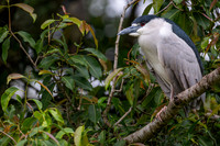 Black-crowned Night Heron (Nycticorax nycticorax)