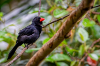 Black-throated Grosbeak (Saltator fuliginosus)