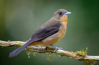 Black-goggled Tanager (Trichothraupis melanopis)
