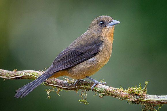 Black-goggled Tanager (Trichothraupis melanopis)