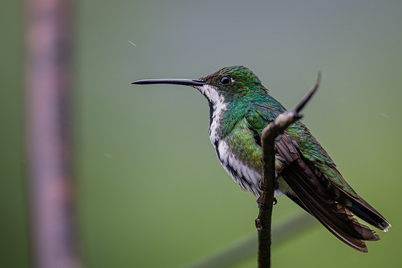 Black-throated Mango (Anthracothorax nigricollis)