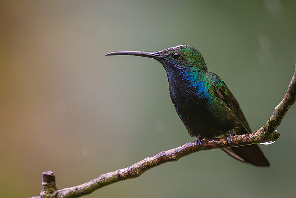 Black-throated Mango (Anthracothorax nigricollis)