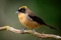 Black-goggled Tanager (Trichothraupis melanopis)
