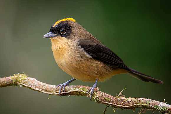 Black-goggled Tanager (Trichothraupis melanopis)
