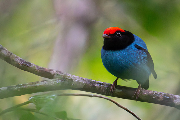 Blue Manakin (Chiroxiphia caudata)