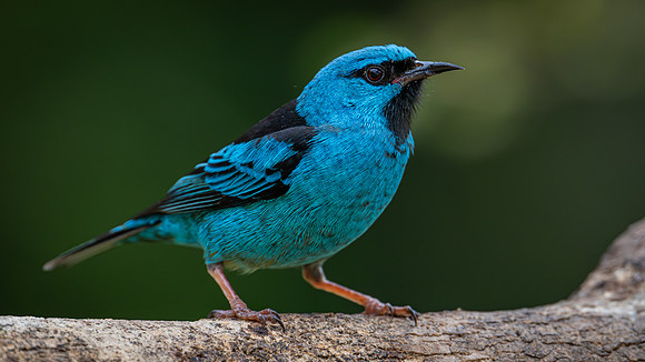Blue Dacnis (Dacnis cayana)