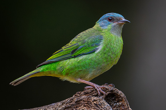 Blue Dacnis (Dacnis cayana)