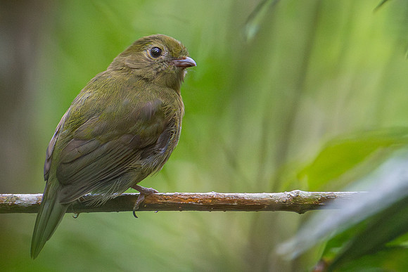 Blue Manakin (Chiroxiphia caudata)