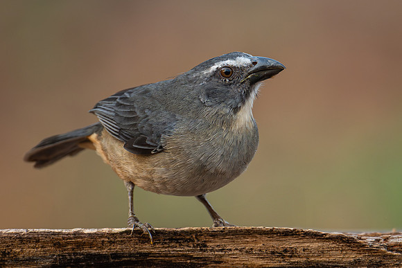 Bluish-gray Saltator (Saltator coerulescens)