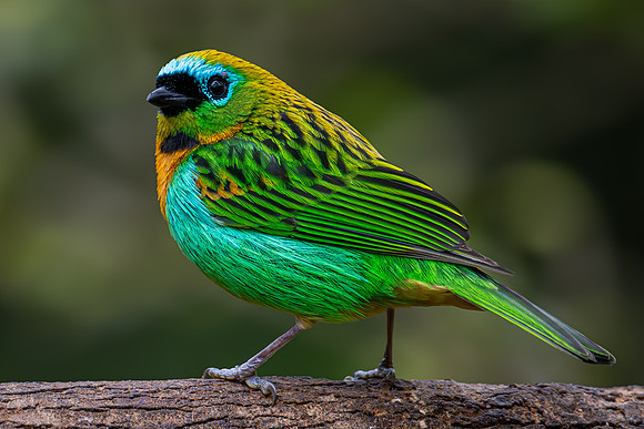 Brassy-breasted Tanager (Tangara desmaresti)