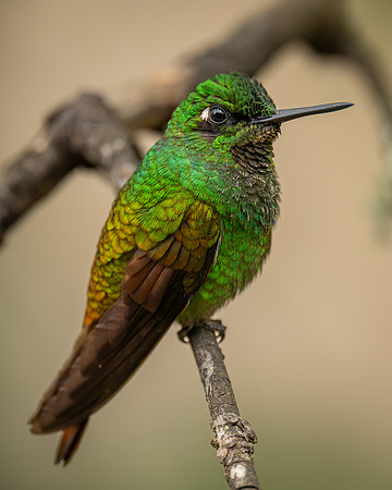 Brazilian Ruby (Heliodoxa rubricauda)