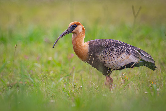 Buff-necked Ibis (Theristicus caudatus)