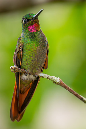Brazilian Ruby (Heliodoxa rubricauda)