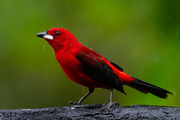 Brazilian Tanager (Ramphocelus bresilius)