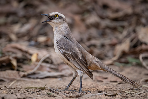 Chalk-browed Mockingbird (Mimus saturninus)
