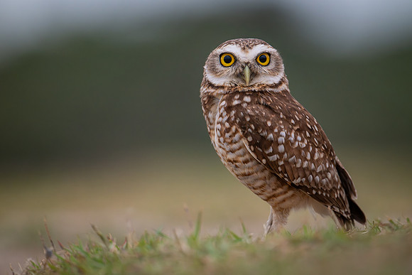 Burrowing Owl (Athene cunicularia)