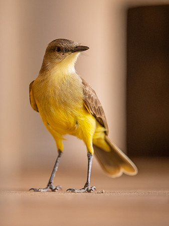 Cattle Tyrant (Machetornis rixosa)