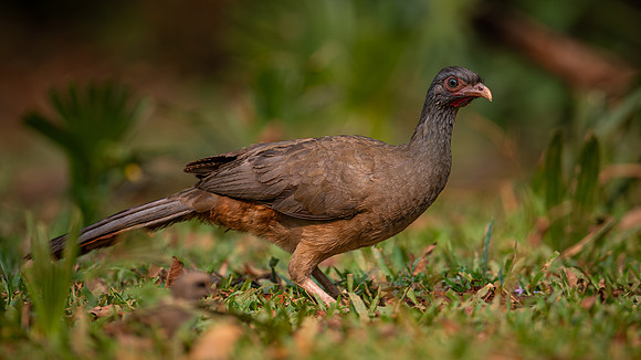 Chaco Chachalaca (Ortalis canicollis)