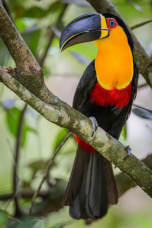 Channel-billed Toucan (Ramphastos vitellinus)