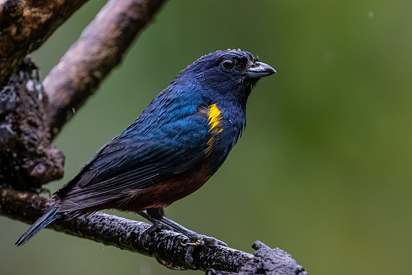 Chestnut-bellied Euphonia (Euphonia pectoralis)