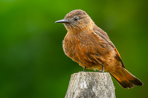 Cliff Flycatcher (Hirundinea ferruginea)