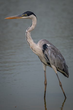 Cocoi Heron (Ardea cocoi)