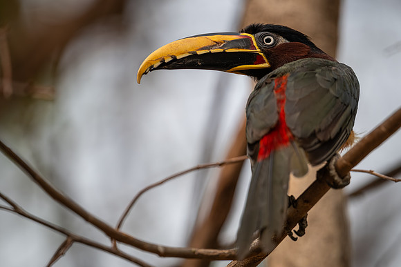 Chestnut-eared Aracari (Pteroglossus castanotis)