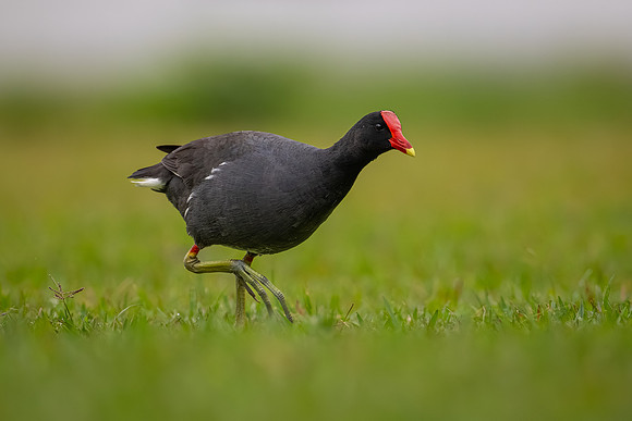 Common Gallinule (Gallinula galeata)