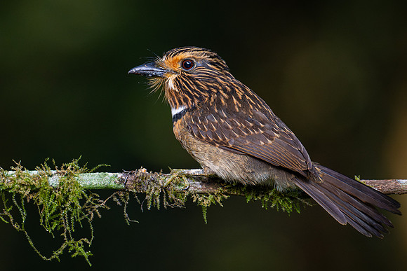 Crescent-chested Puffbird (Malacoptila striata)