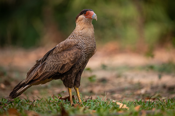 Crested Caracara (Caracara plancus)
