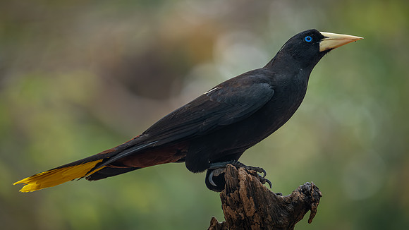 Crested Oropendola (Psarocolius decumanus)