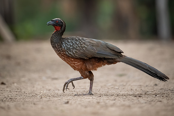 Chestnut-bellied Guan (Penelope ochrogaster)