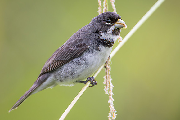 Double-collared Seedeater (Sporophila caerulescens)