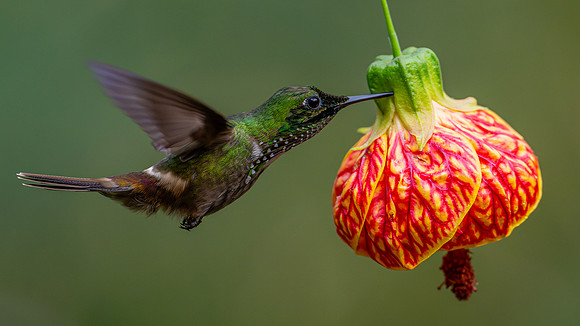 Festive Coquette (Lophornis chalybeus)