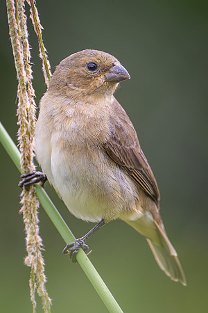 Double-collared Seedeater (Sporophila caerulescens)