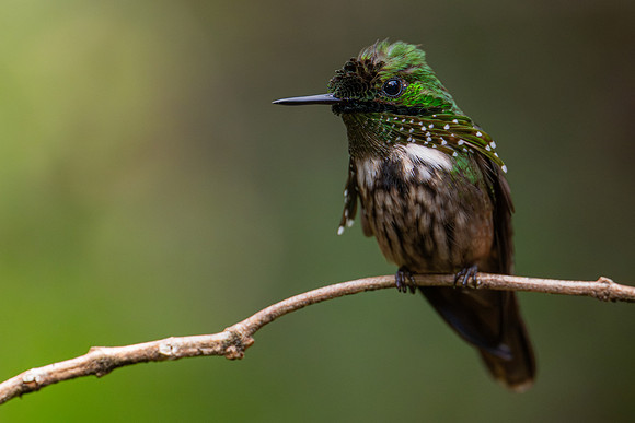 Festive Coquette (Lophornis chalybeus)