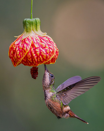 Festive Coquette (Lophornis chalybeus)