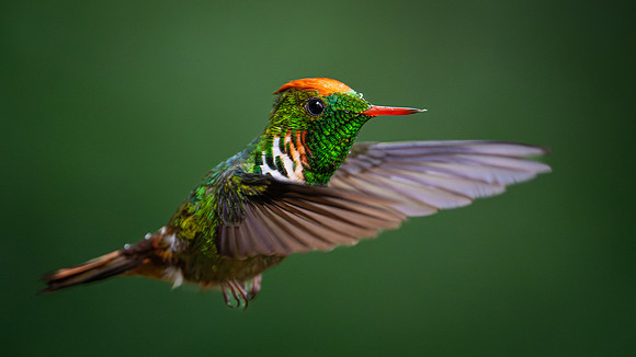 Frilled Coquette (Lophornis magnificus)