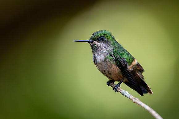 Festive Coquette (Lophornis chalybeus)