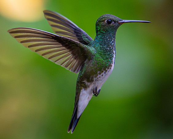 Glittering-throated Emerald (Chionomesa fimbriata)